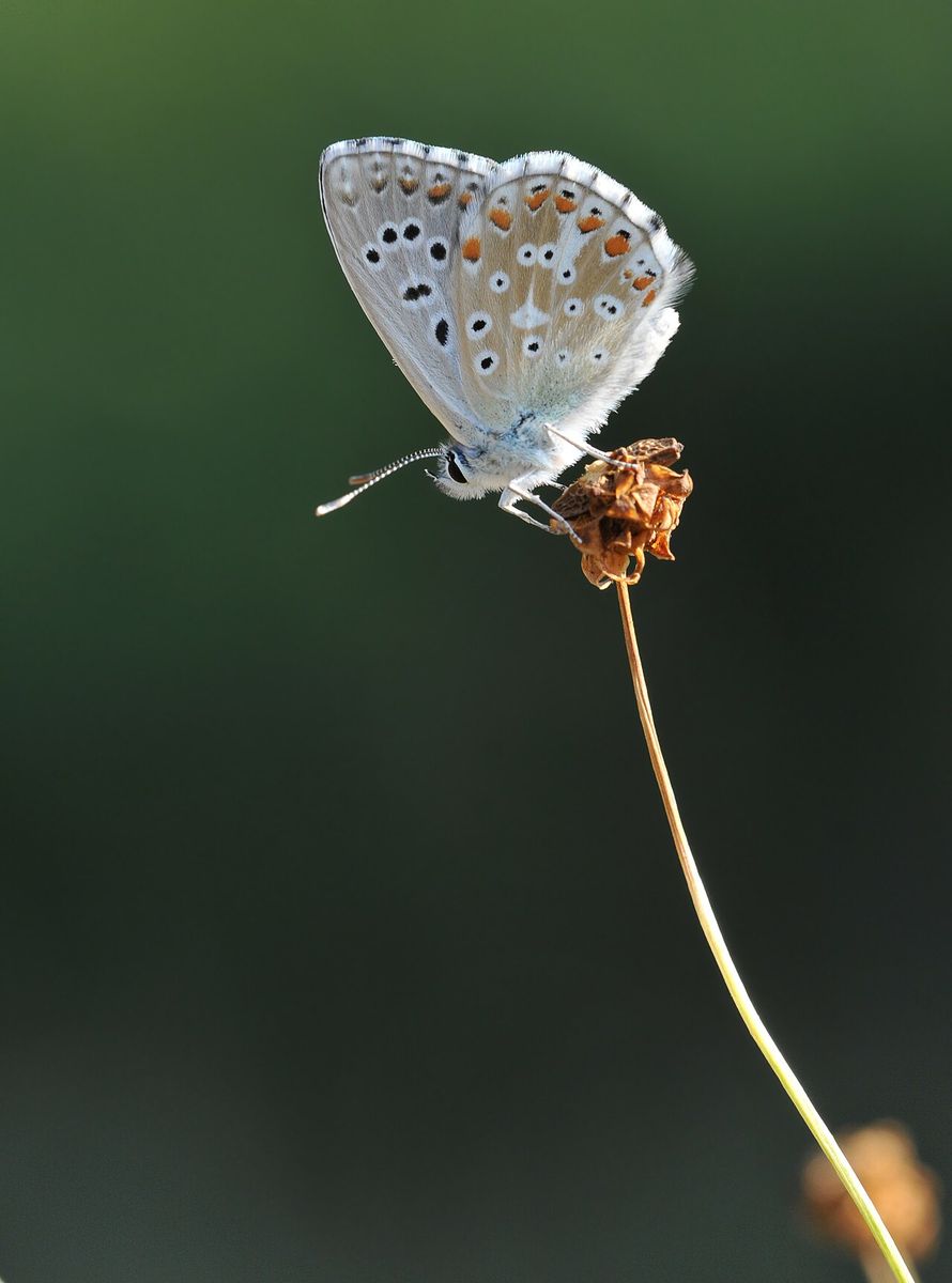Adonis Blue