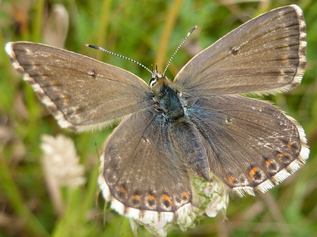 Chalk Hill Blue