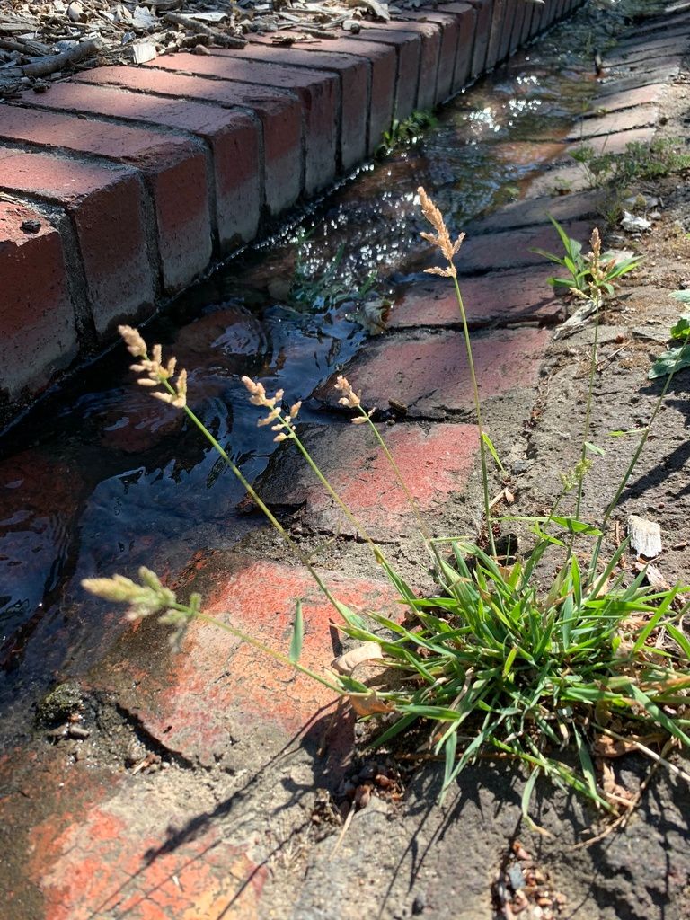 Water Bent
