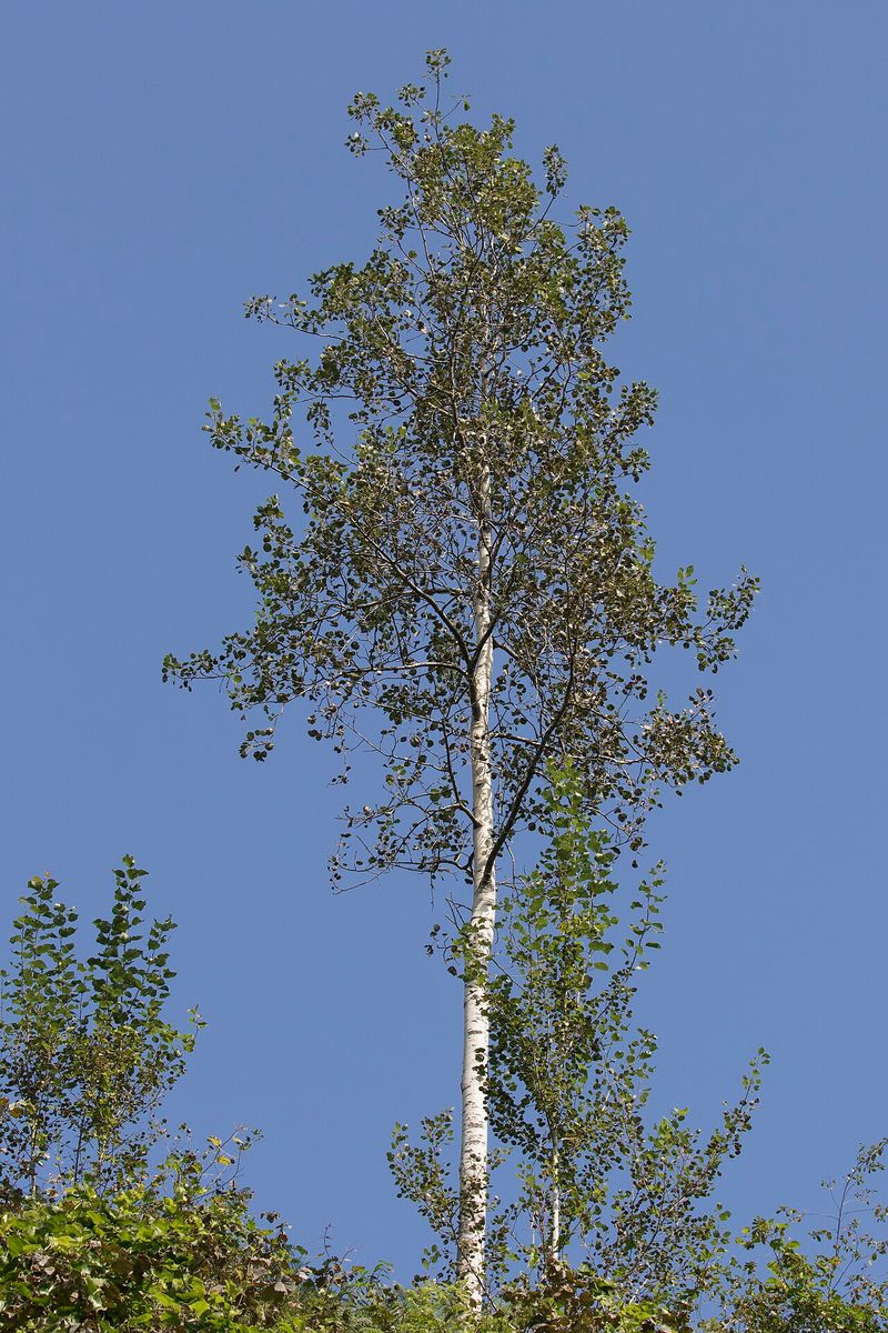 Aspen