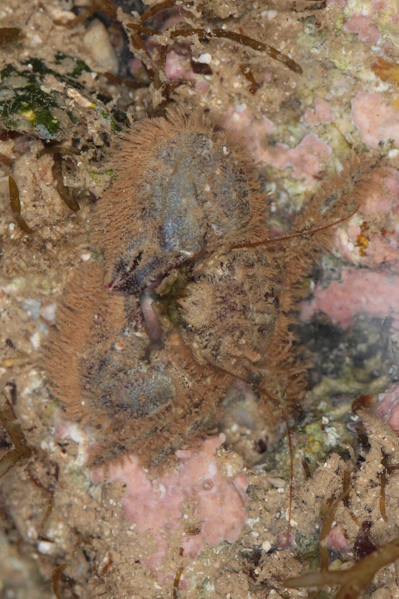 Broad-clawed Porcelain Crab