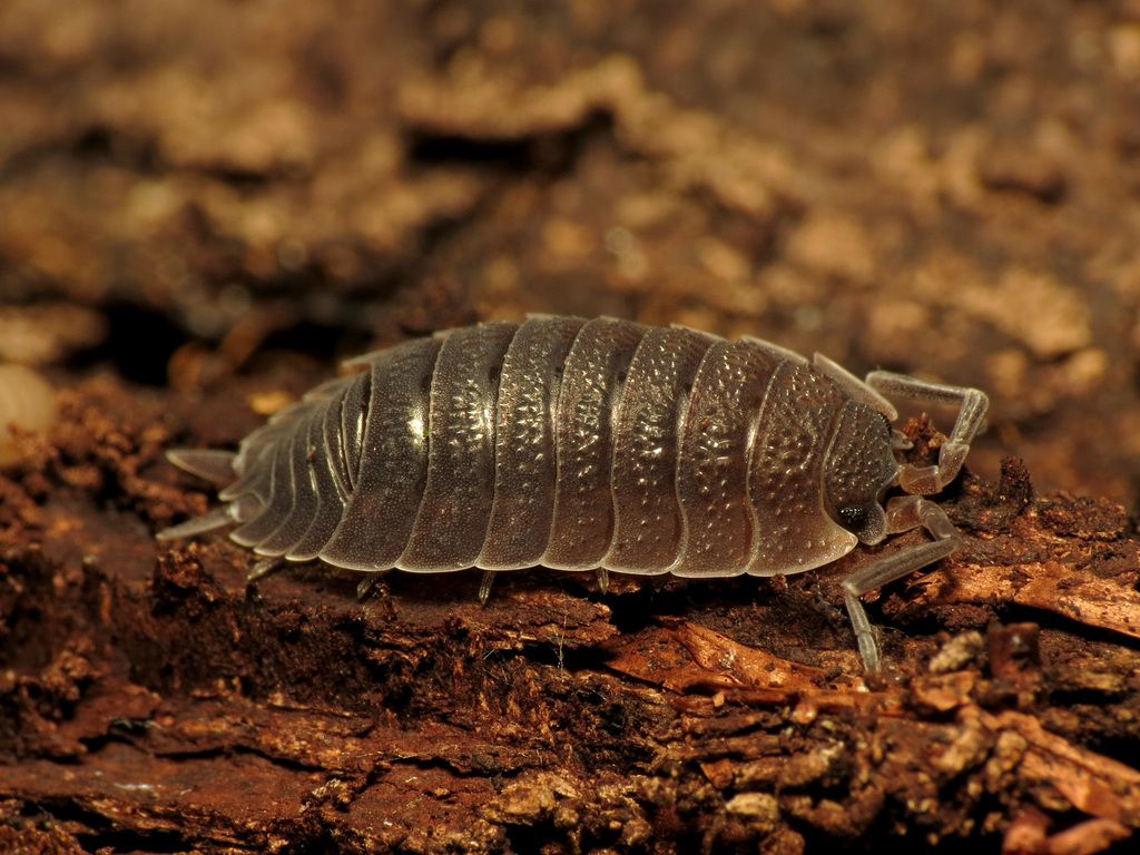 Common Rough Woodlouse