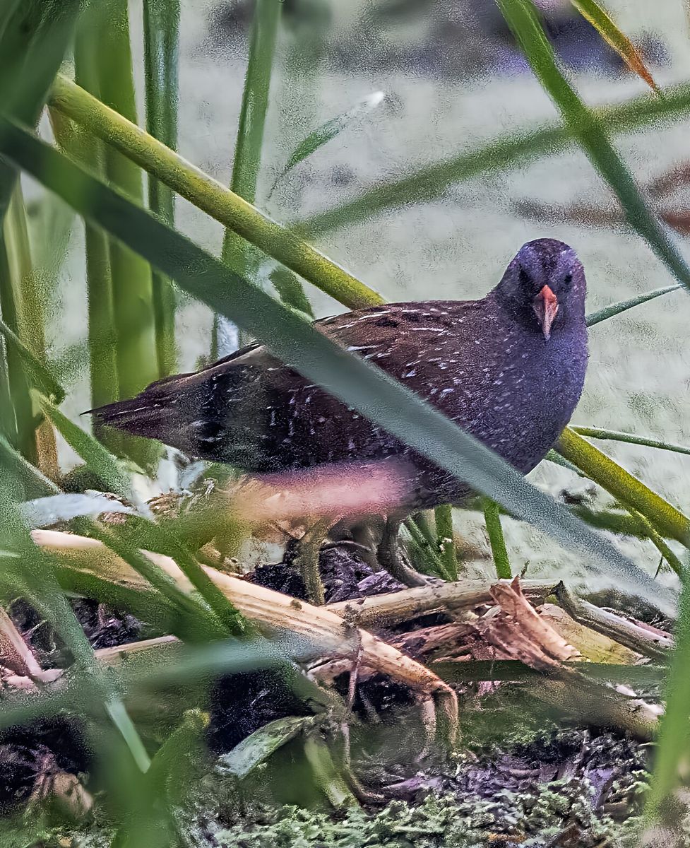 Spotted Crake