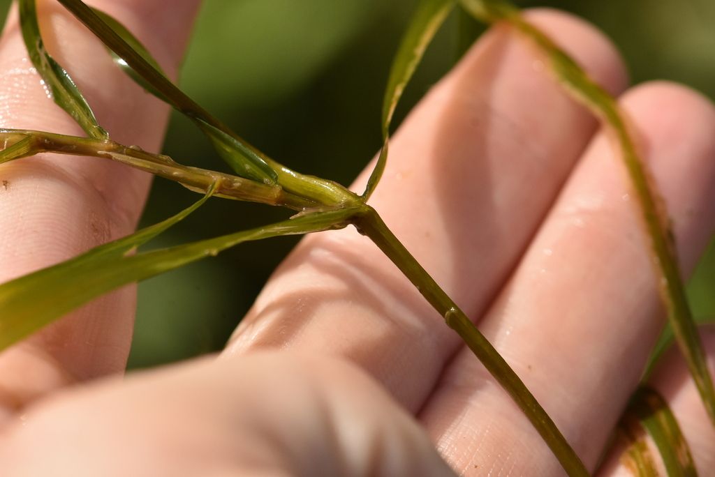 Sharp-leaved Pondweed