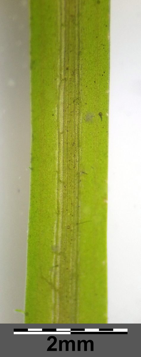 Small Pondweed