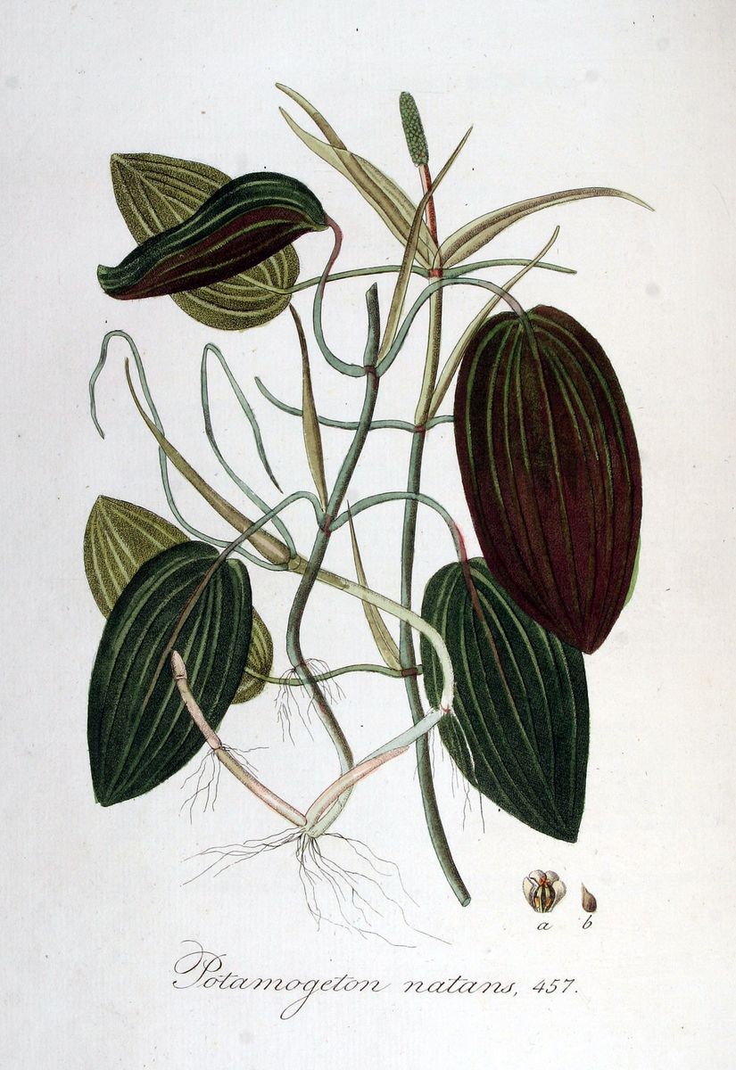 Broad-leaved Pondweed