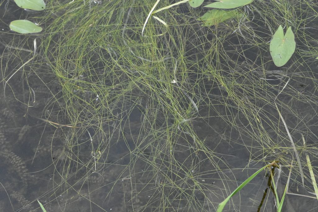 Hairlike Pondweed