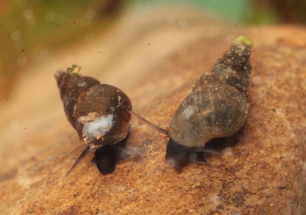 Jenkins' Spire Snail