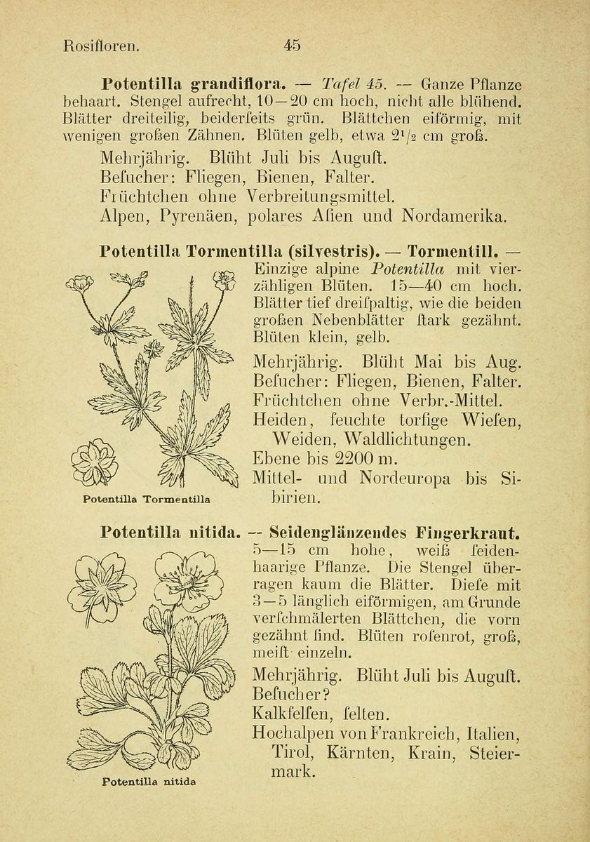 Trailing Tormentil