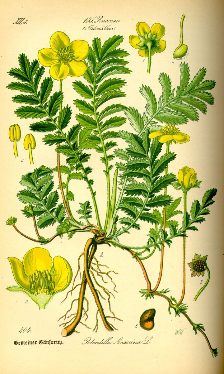 Silverweed