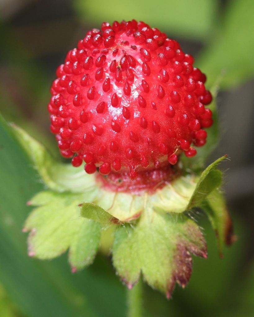 Yellow-flowered Strawberry