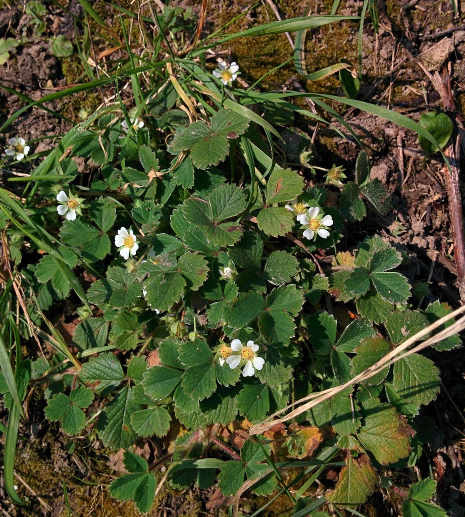 Barren Strawberry