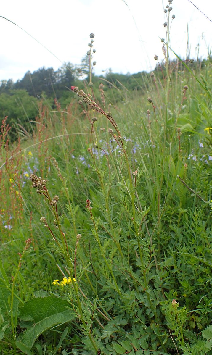 Salad Burnet