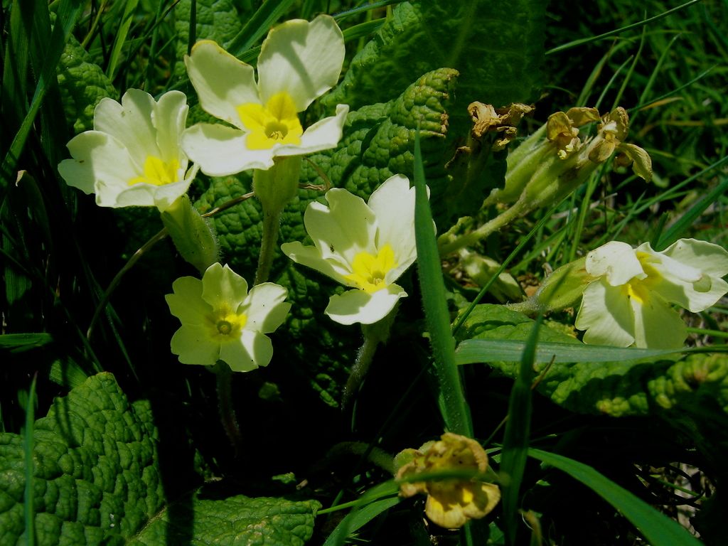 Primrose