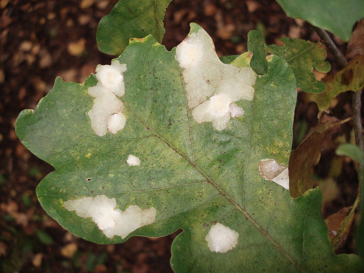 Oak Mining Sawfly