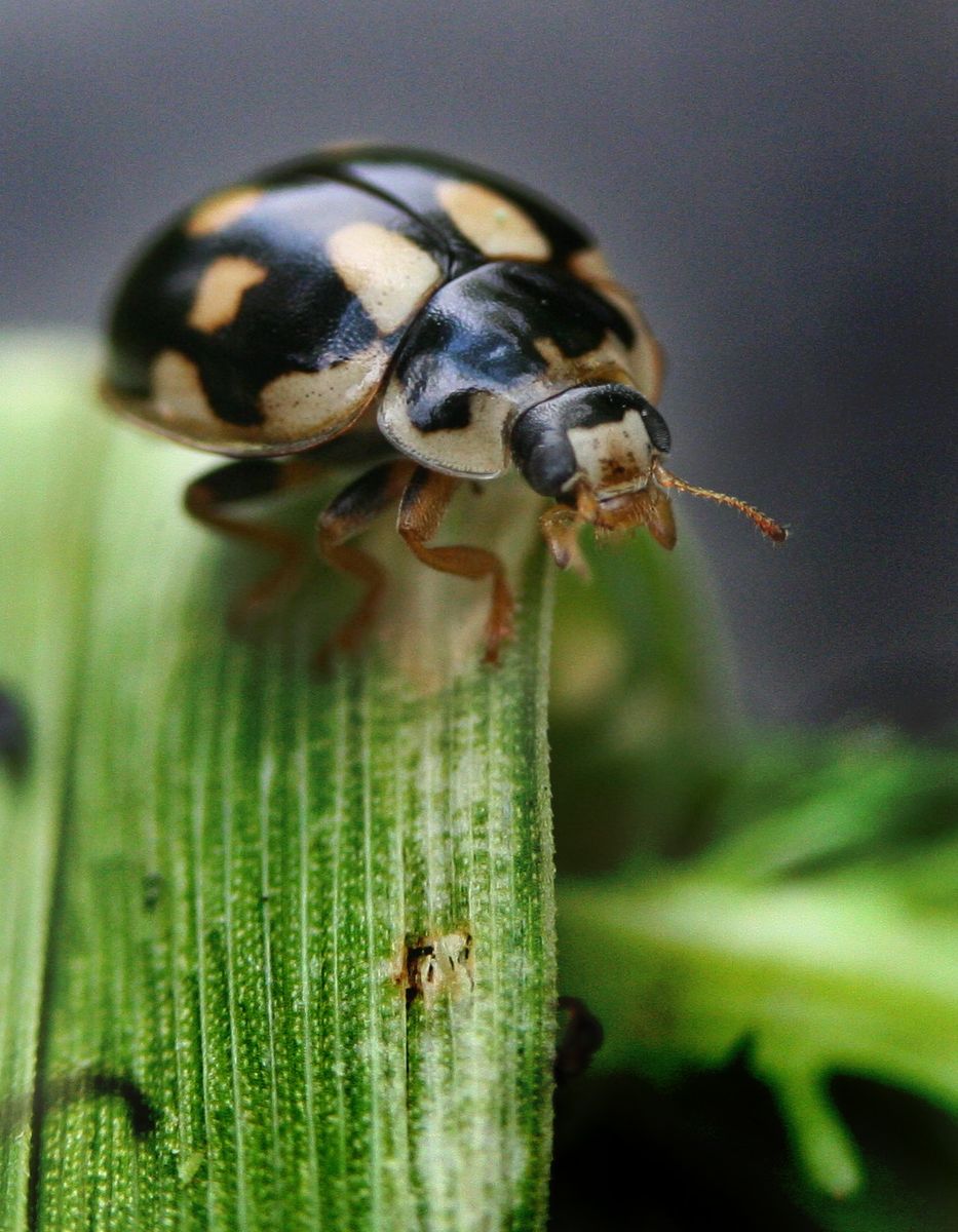 14-spot Ladybird