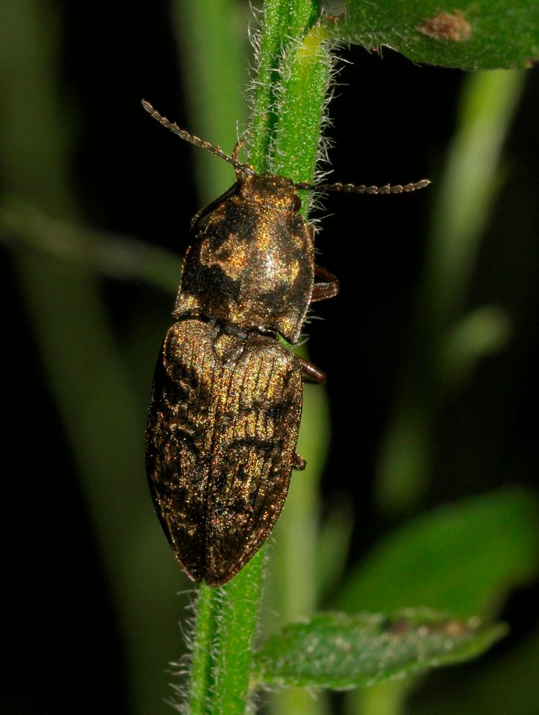 Chequered Click Beetle