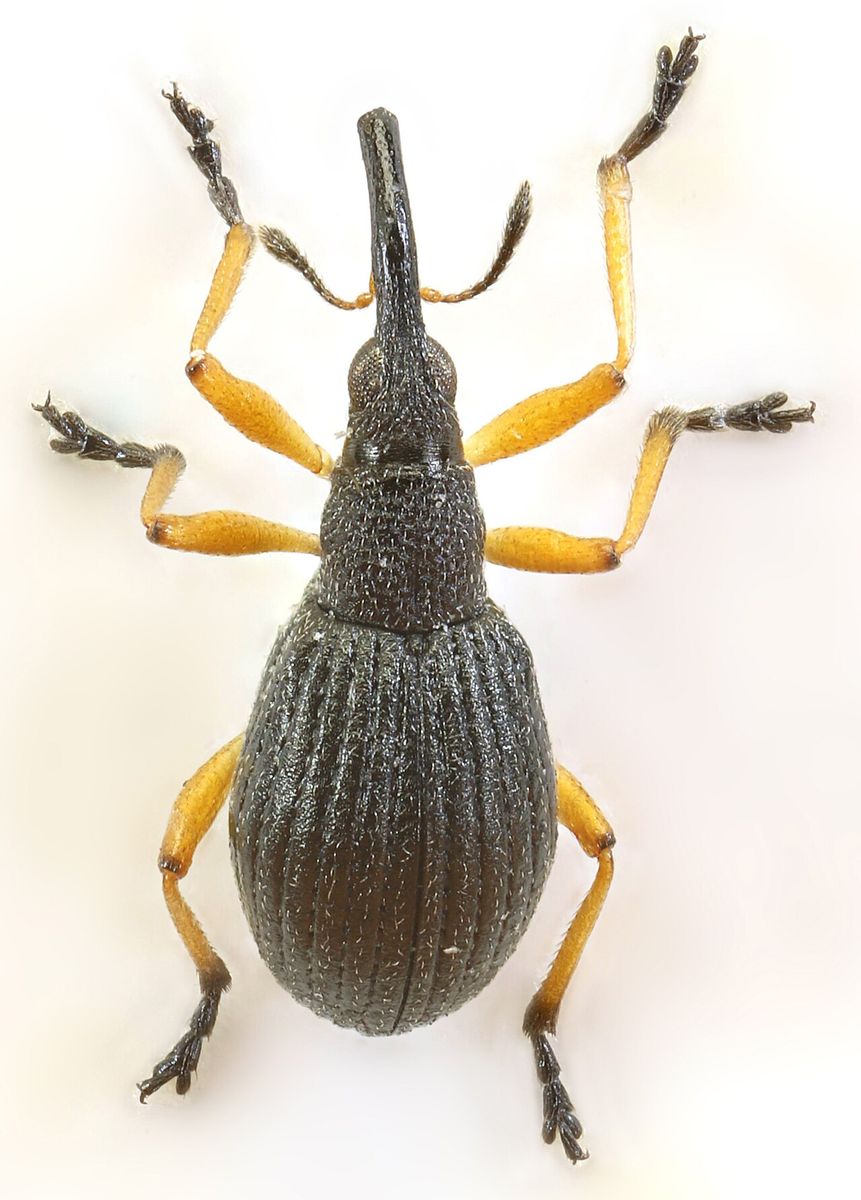 White Clover Seed Weevil