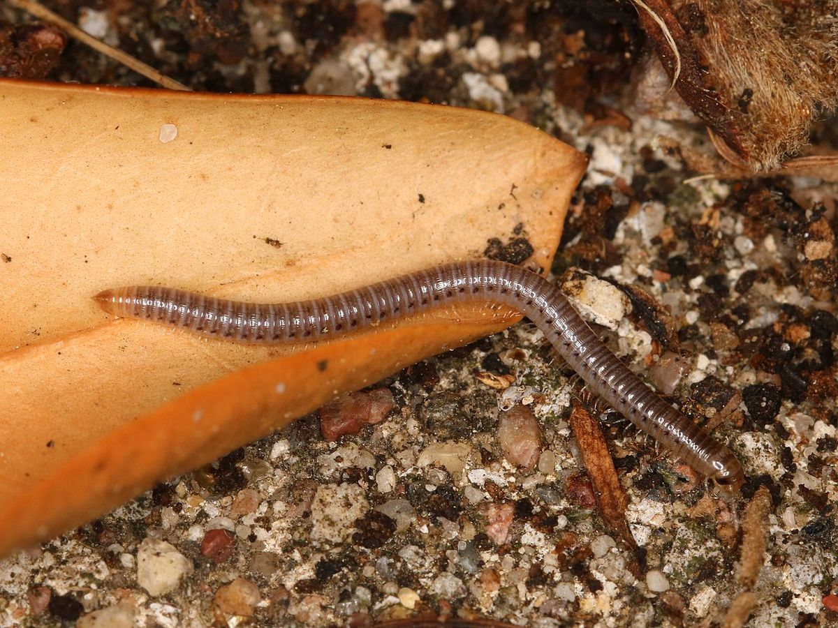 Snake Millipede