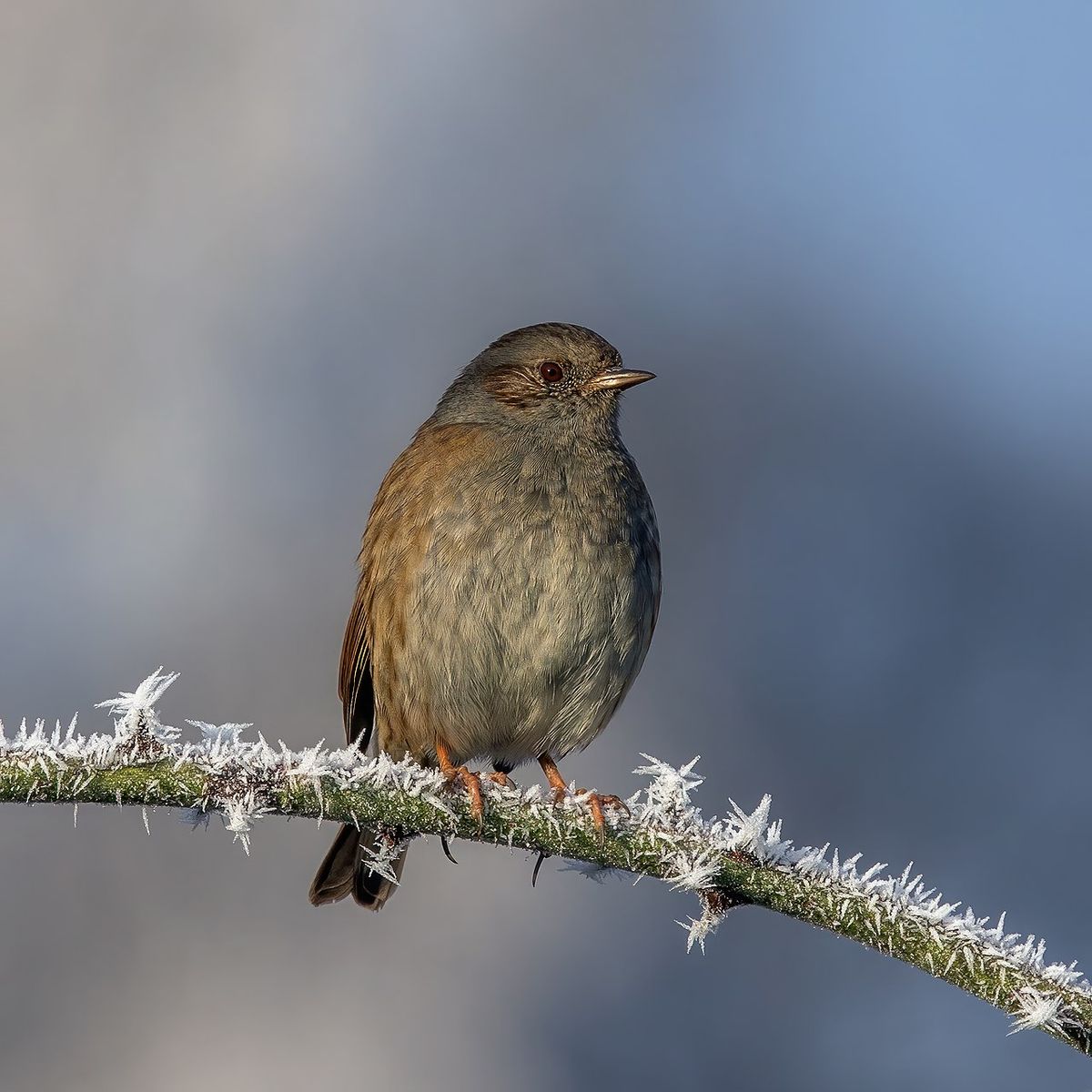Hedge Accentor