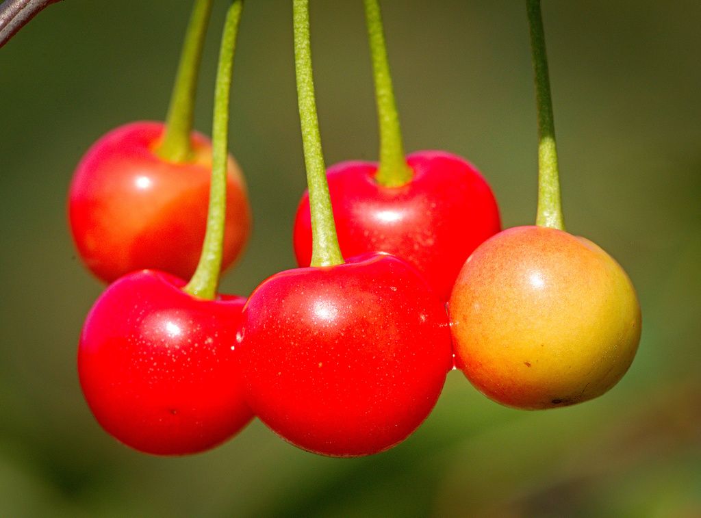 Wild Cherry