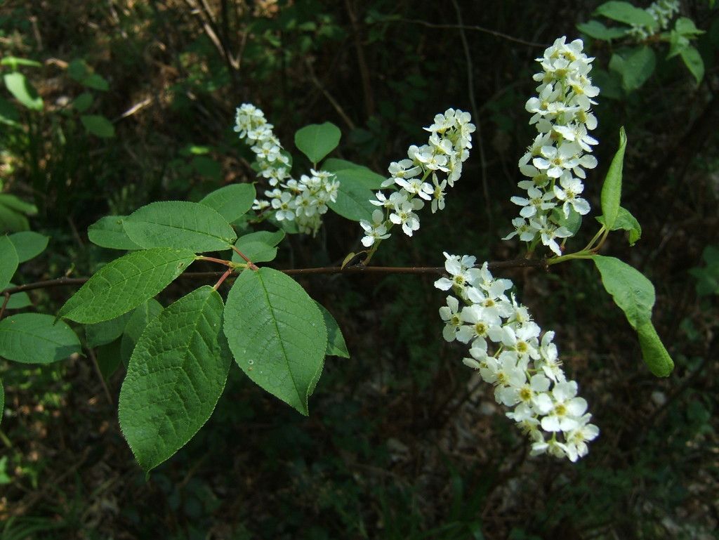 Bird Cherry