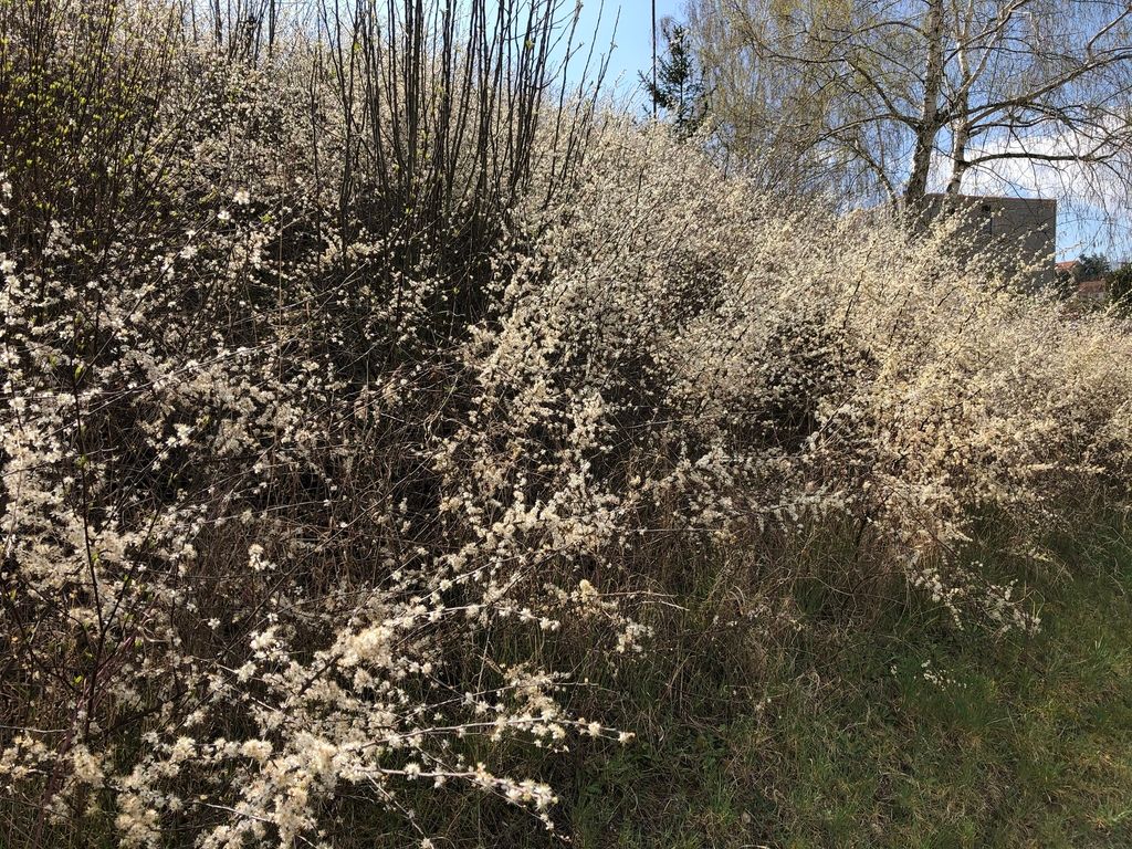 Blackthorn