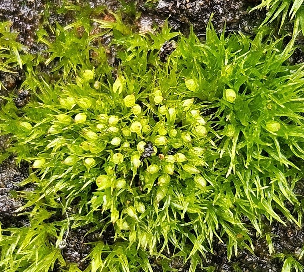 Delicate Earth-moss