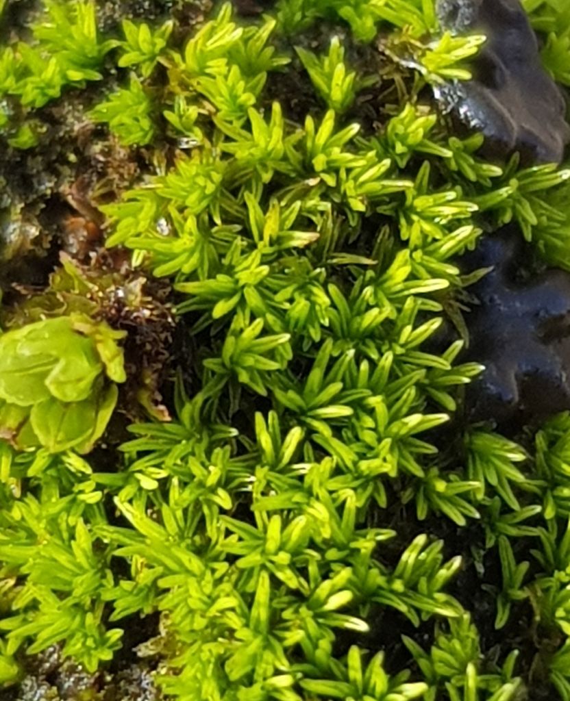 Revolute Beard-moss