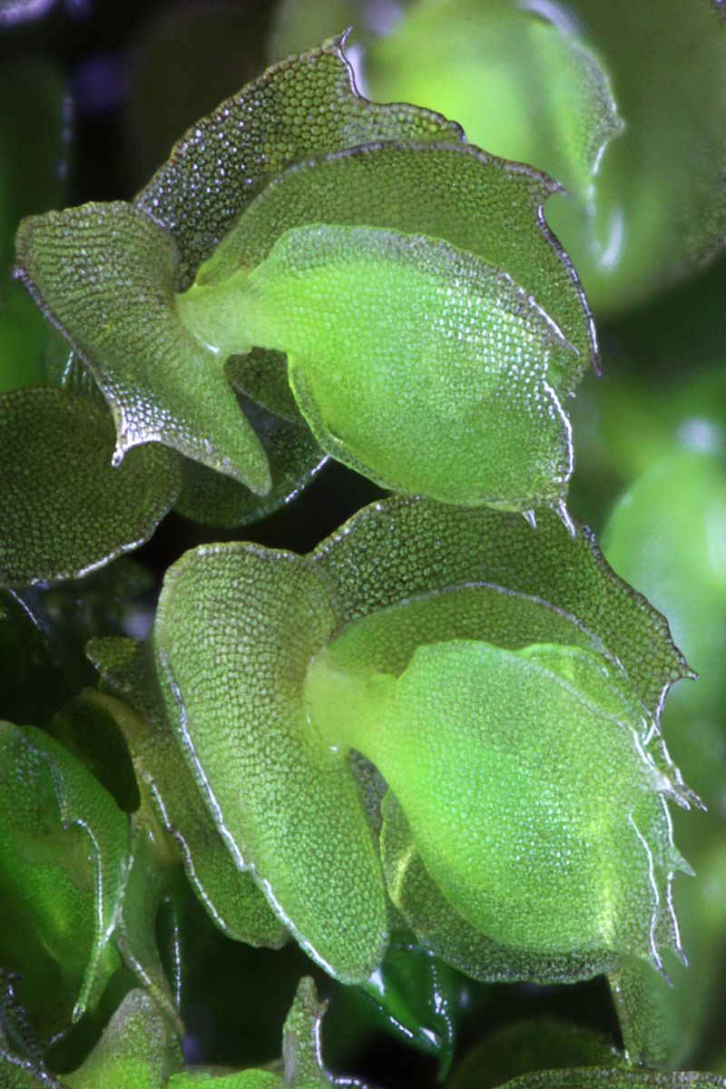 Deceptive Featherwort