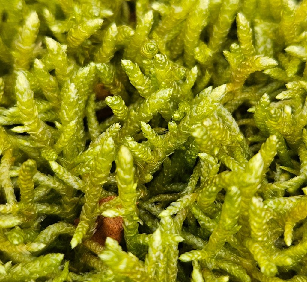 Neat Feather-moss
