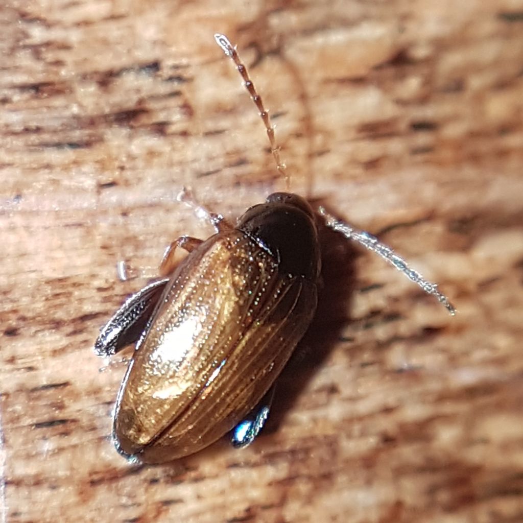 Cabbage-stem Flea Beetle