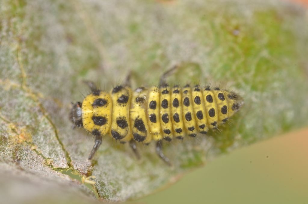 22-spot Ladybird