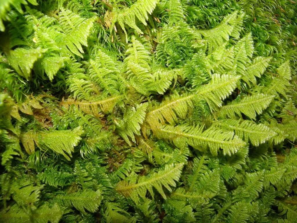 Ostrich-plume Feather-moss