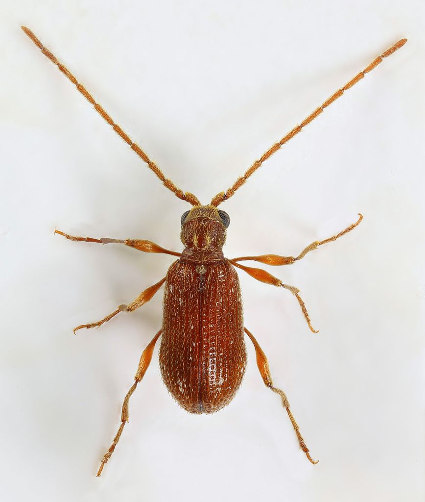 White-marked Spider Beetle