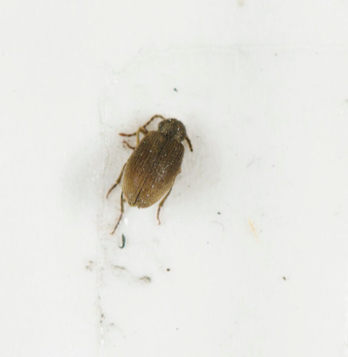 Australian Spider Beetle