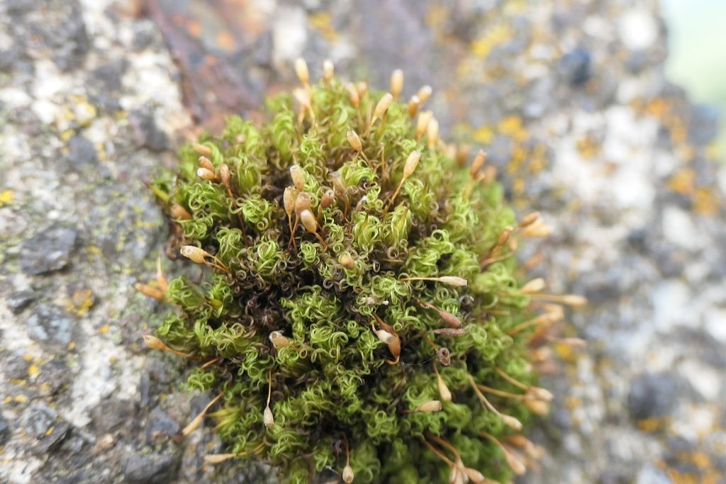 Long-shanked Pincushion