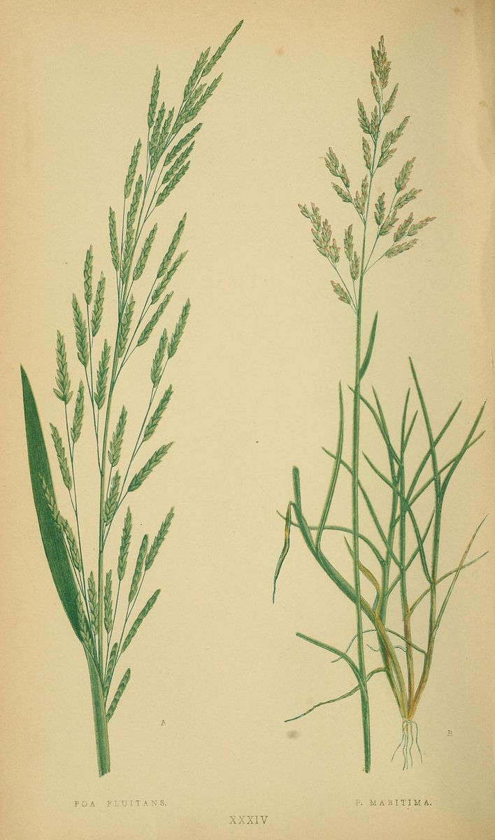 Common Saltmarsh-grass