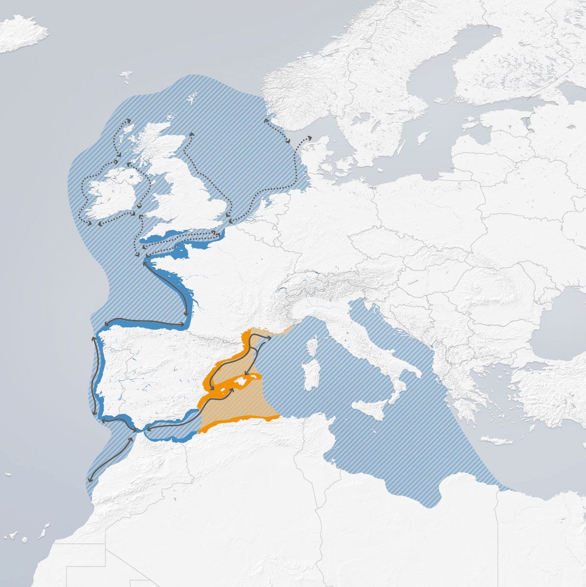 Balearic Shearwater