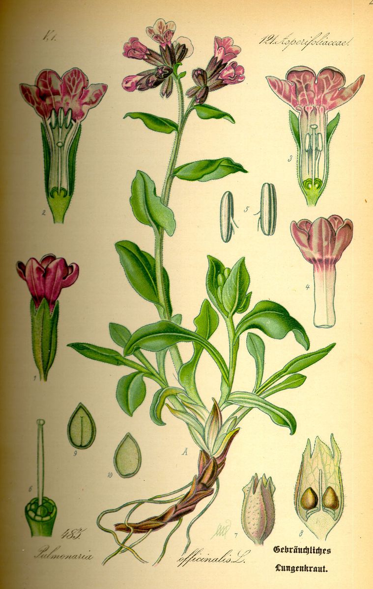 Lungwort