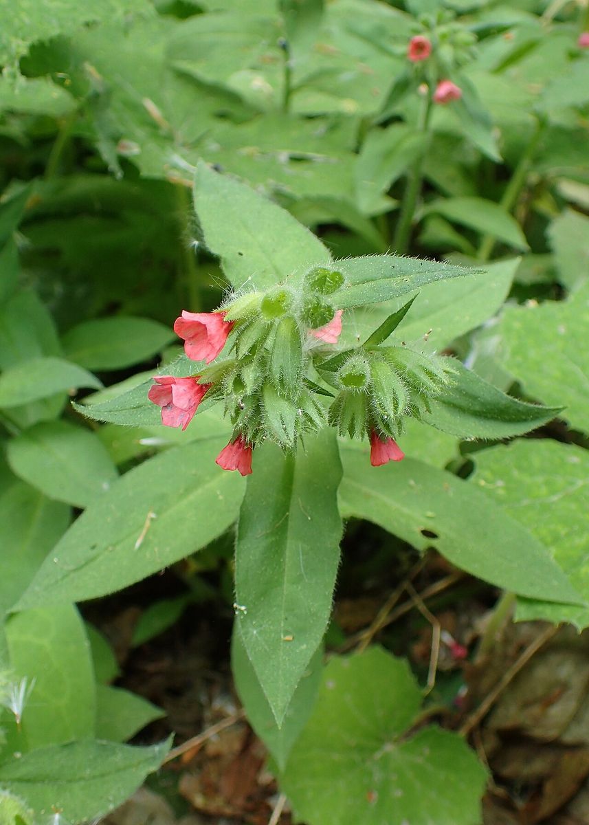 Red Lungwort