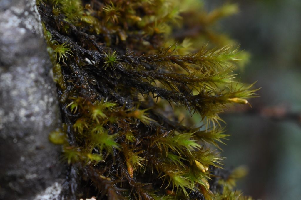 Lyell's Bristle-moss