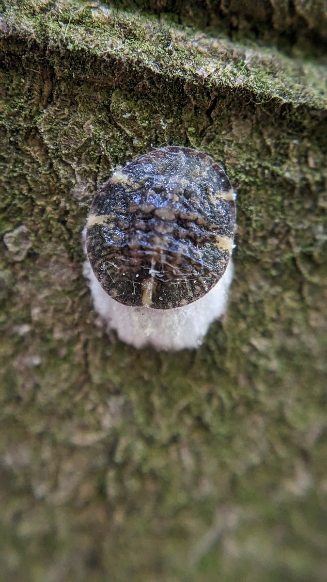 Horse Chestnut Scale Insect