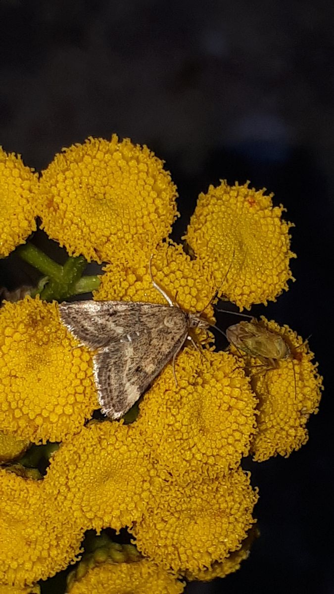 Straw-barred Pearl