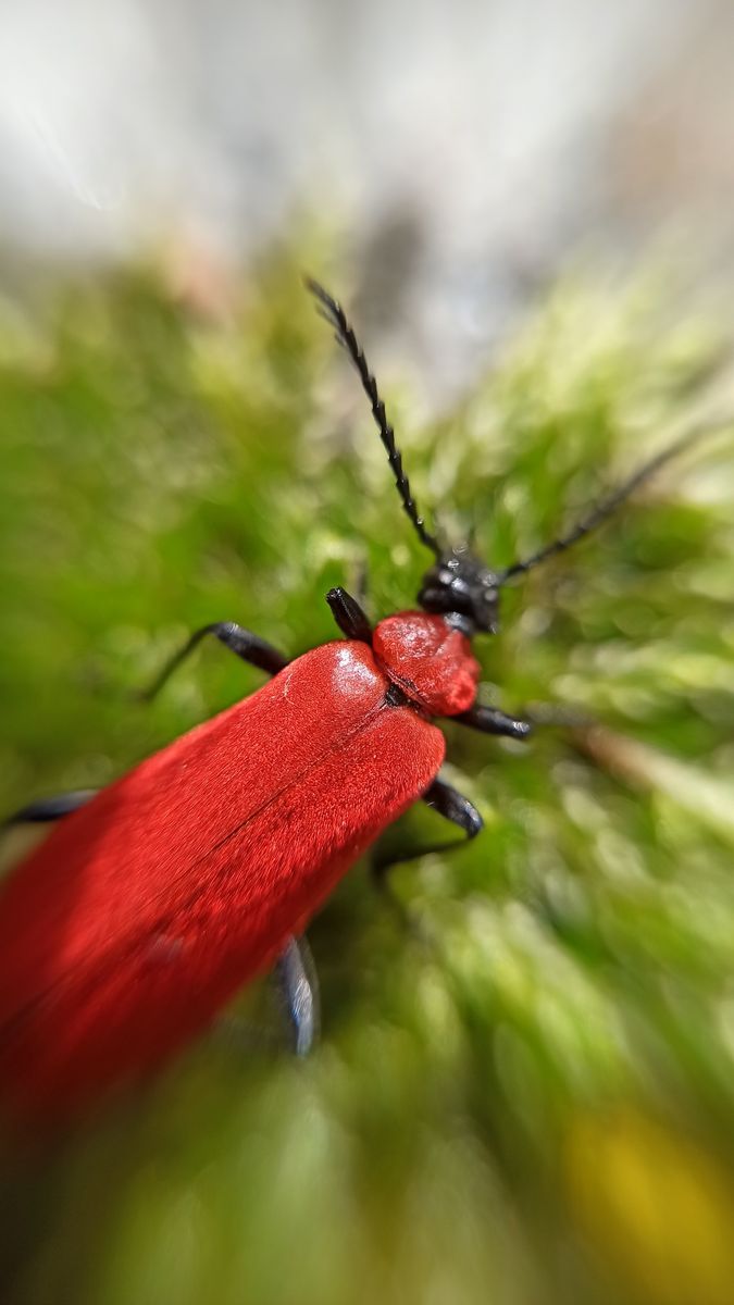 Black-headed Cardinal Beetle