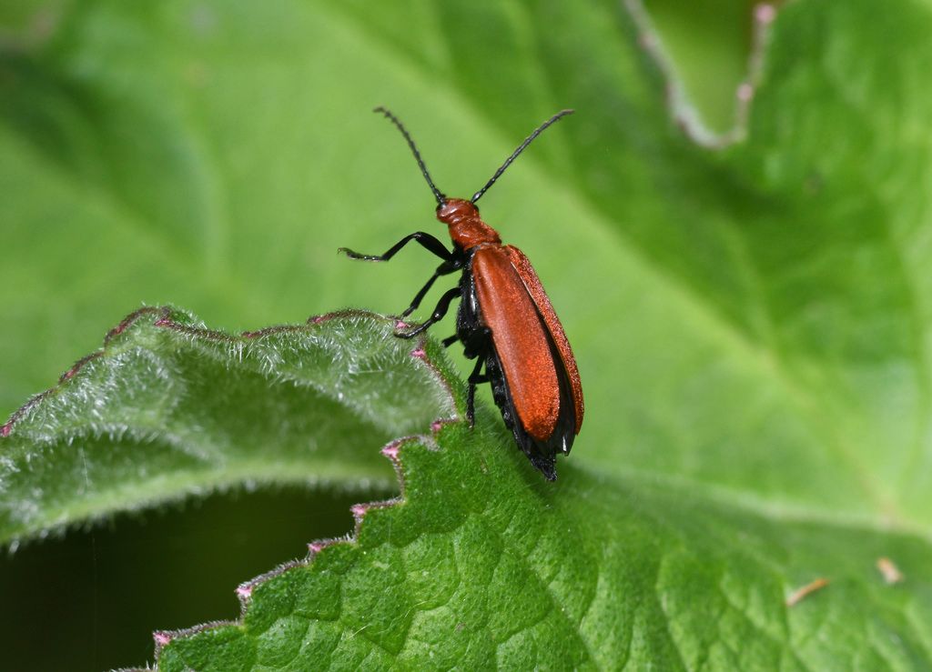 Red-headed Cardinal Beetle