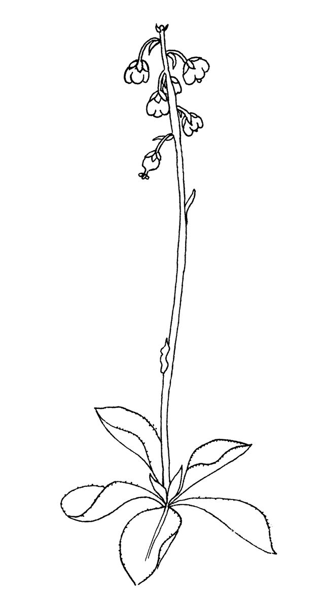 Common Wintergreen