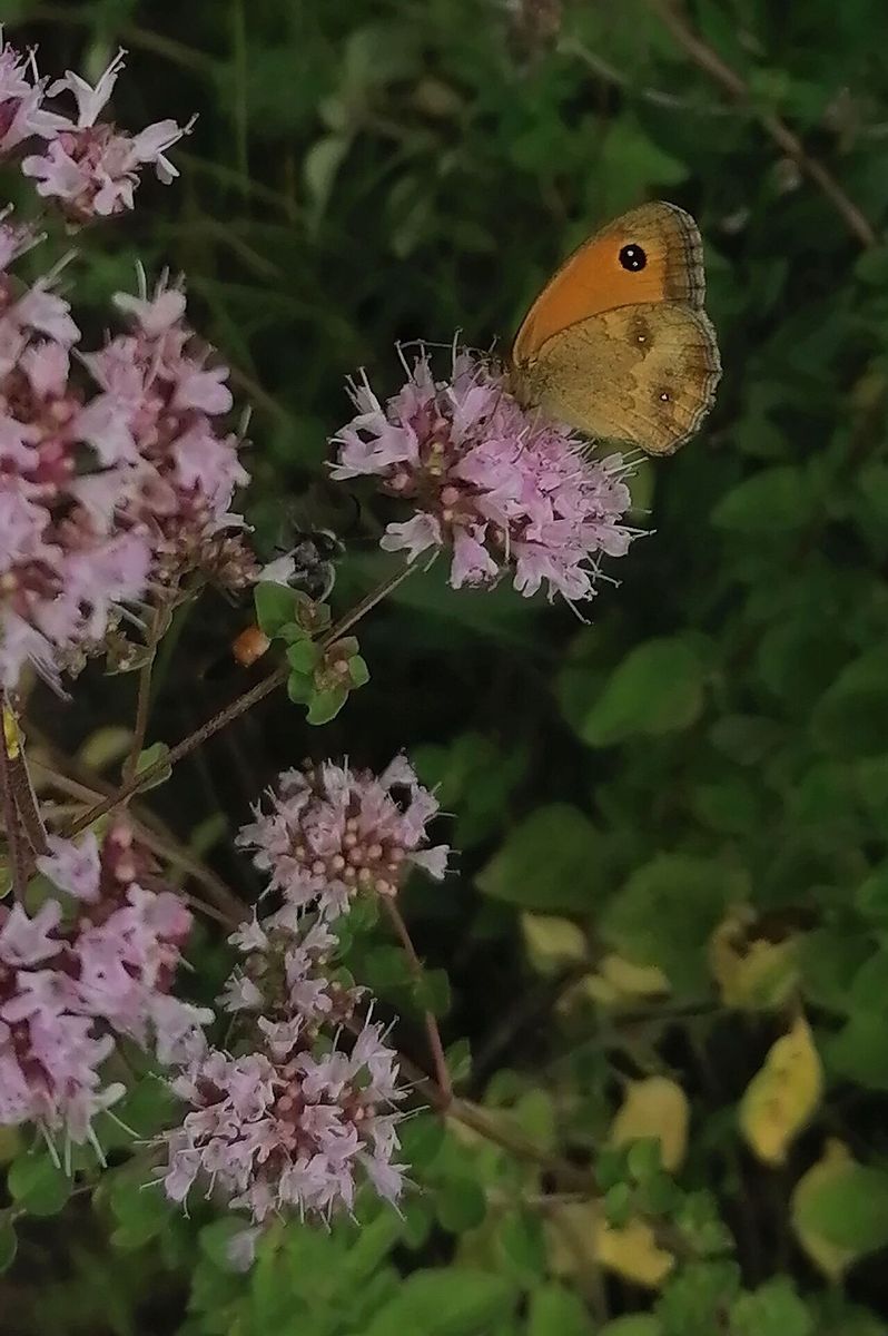 Gatekeeper