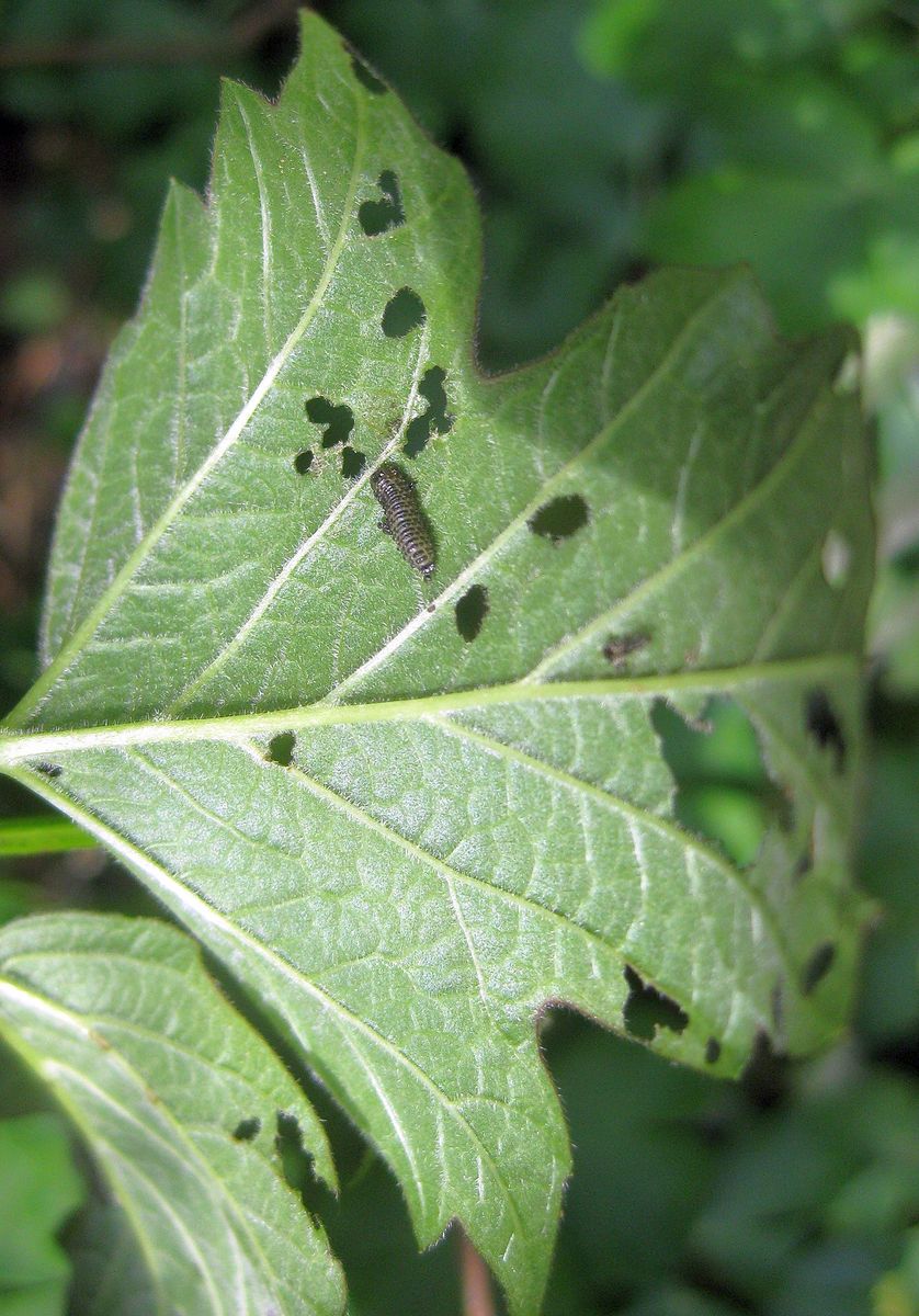 Viburnum Leaf Beetle