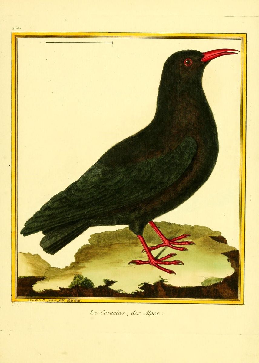 Red-billed Chough